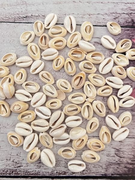 DENİZ KABUĞU 20 ADET 2 CM