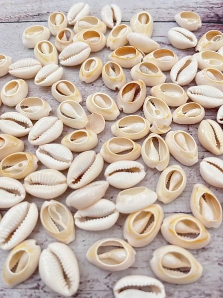 DENİZ KABUĞU 20 ADET 2 CM